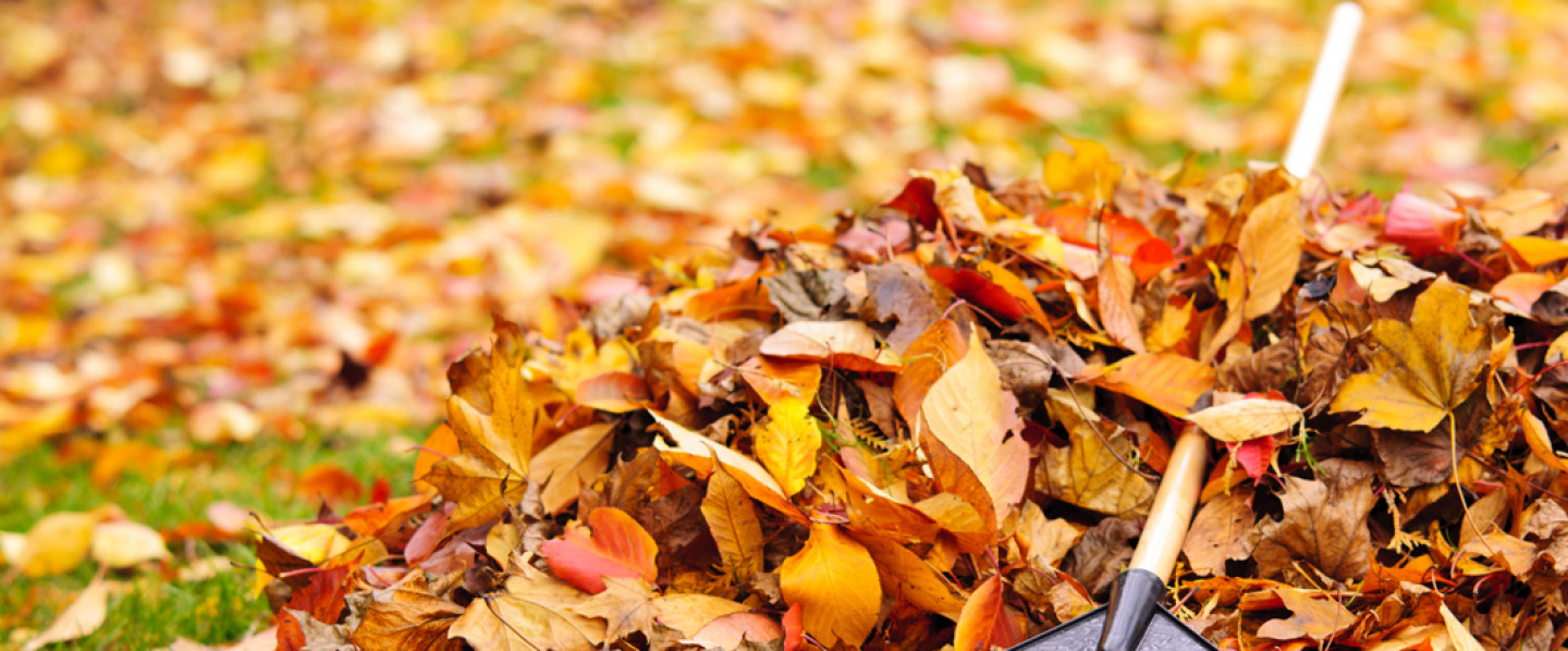 Ready for  your Fall Cleanup?